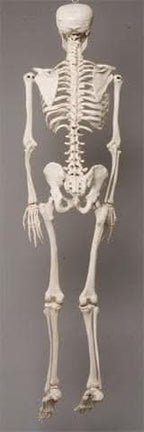 Life- Size Skeleton view 4