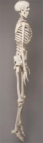 Life- Size Skeleton view 5