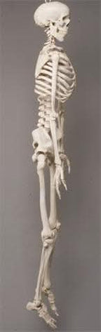 Life- Size Skeleton view 5