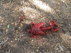 Bloody Meat Ribs view 5