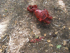 Bloody Meat Ribs view 6