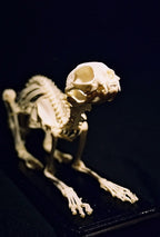 Cat Skeleton- Real Bone view 3