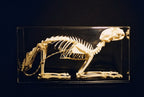 Cat Skeleton- Real Bone view 2