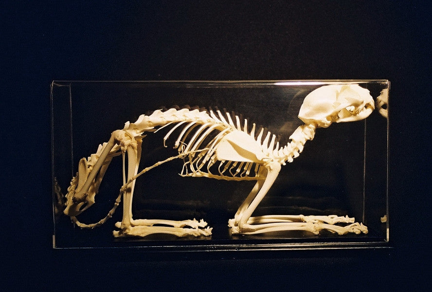 Cat Skeleton- Real Bone view 2